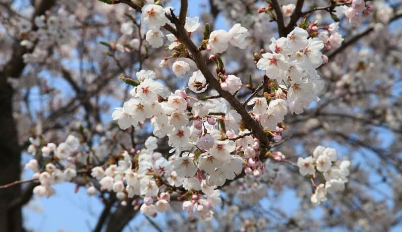 벚꽃 나무 사진