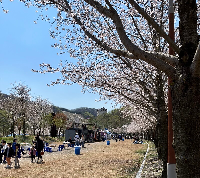 비발디파크 벚꽃축제 사진
